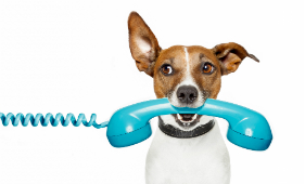 Dog with phone marketing for SMEs